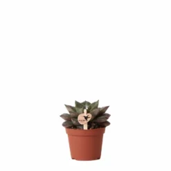 Echeveria Purpusorum - H9cm, ø6cm - Plante D'intérieur