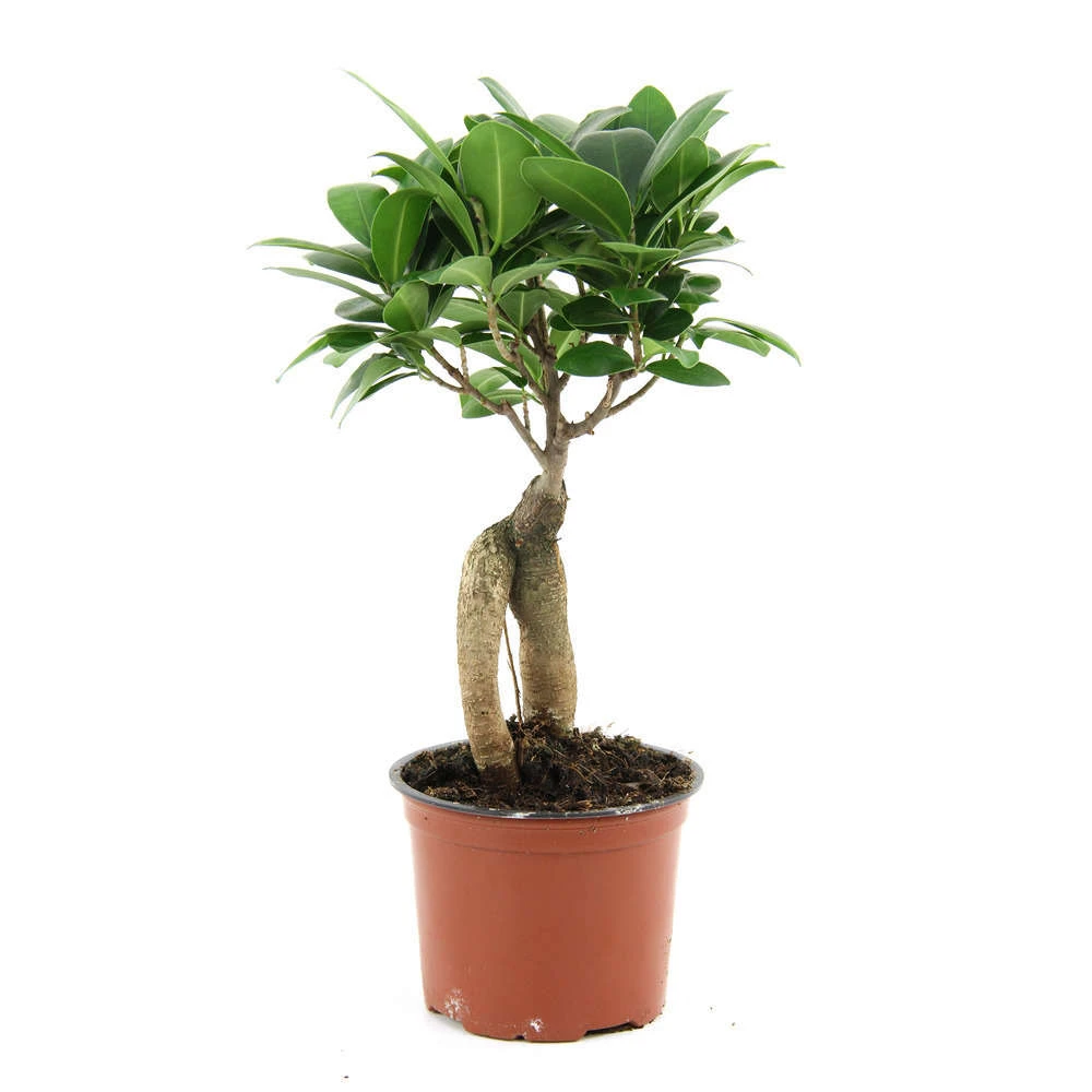 Ficus Ginseng : D.12, H.20/30cm 2 Ficus Ginseng : D.12, H.20/30cm – Image 2