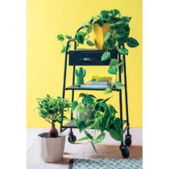 Ficus Ginseng : D.12, H.20/30cm 5 Ficus Ginseng : D.12, H.20/30cm -Karcher Soldes 624208 002