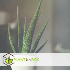 Set De 3 Aloë Vera - Pot ⌀12 Cm - H.20-30 Cm (hauteur Du Pot Incluse) -Karcher Soldes 628632b25d8728.70560661