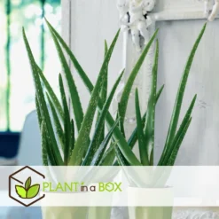 Set De 3 Aloë Vera - Pot ⌀12 Cm - H.20-30 Cm (hauteur Du Pot Incluse) -Karcher Soldes 628632b263b983.03284251