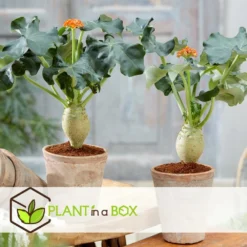 Set De 2 Jatropha Podagrica - Pot ⌀13cm - H.25-45cm (hauteur Pot Incluse) -Karcher Soldes 628632b34fdc44.40632517