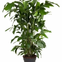Caryota Mitis - Pot ⌀27 Cm - H. 120-130cm (hauteur Pot Incluse)