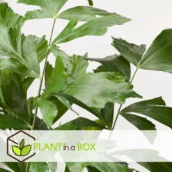 Caryota Mitis - Pot ⌀27 Cm - H. 120-130cm (hauteur Pot Incluse) -Karcher Soldes 628632b4a09989.02712162