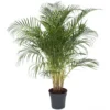 Palmier Areca - Pot ⌀27 Cm - H. 140-150cm (hauteur Pot Incluse)