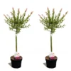 Set De 2 Salix Flamingo - Pot ⌀17cm - H.60-80cm (hauteur Pot Incluse)