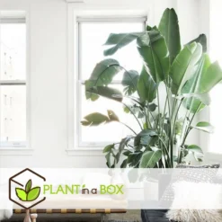 Strelitzia Nicolai Dans Panier- Pot ⌀17cm - H.55-70cm (hauteur Pot Incluse) -Karcher Soldes 631a34c70b7492.89645456