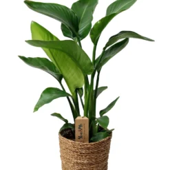 Strelitzia Nicolai Dans Panier- Pot ⌀17cm - H.55-70cm (hauteur Pot Incluse)