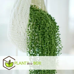 Senecio Rowleyanus - Pot ⌀12cm - H10-20cm (hauteur Pot Incluse) -Karcher Soldes 634f95fc5b6689.16972915