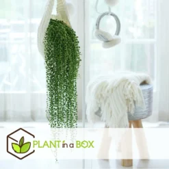 Senecio Rowleyanus - Pot ⌀12cm - H10-20cm (hauteur Pot Incluse) -Karcher Soldes 634f95fc612d81.59702573