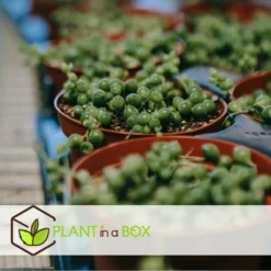 Senecio Rowleyanus - Pot ⌀12cm - H10-20cm (hauteur Pot Incluse) -Karcher Soldes 634f95fc72f312.77803963