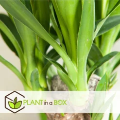 Set De 3 Mini Palmiers D'intérieur - Pot ⌀12cm - H25-40cm (hauteur Pot Incluse) -Karcher Soldes 63640c4055cf66.24697889