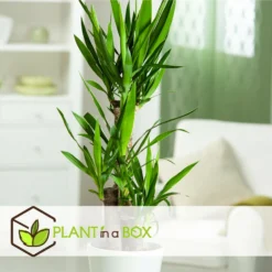 Set De 3 Mini Palmiers D'intérieur - Pot ⌀12cm - H25-40cm (hauteur Pot Incluse) -Karcher Soldes 63640c405b5bc5.95212273