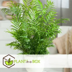 Set De 3 Mini Palmiers D'intérieur - Pot ⌀12cm - H25-40cm (hauteur Pot Incluse) -Karcher Soldes 63640c40636702.22798417