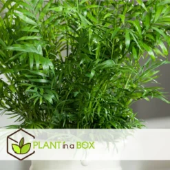 Set De 3 Mini Palmiers D'intérieur - Pot ⌀12cm - H25-40cm (hauteur Pot Incluse) -Karcher Soldes 63640c40674ce3.04998153