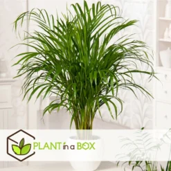 Set De 3 Mini Palmiers D'intérieur - Pot ⌀12cm - H25-40cm (hauteur Pot Incluse) -Karcher Soldes 63640c407ee146.71069969