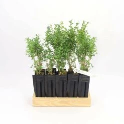 10 Buis Commun (buxus Sempervirens) - Haie De Buis Commun - 10 Jeunes Plants : Taille 10cm -Karcher Soldes 63bca70f6481e0.85631913