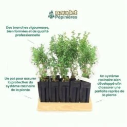 10 Buis Commun (buxus Sempervirens) - Haie De Buis Commun - 10 Jeunes Plants : Taille 10cm -Karcher Soldes 63bca70f685e23.10789299