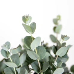 Eucalyptus Gunnii - Gommier - Arbuste - Persistant – ⌀17 Cm - ↕40-50 Cm 7 Eucalyptus Gunnii - Gommier - Arbuste - Persistant – ⌀17 Cm - ↕40-50 Cm -Karcher Soldes 63f3b94e4d0619.39591712