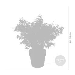 Acer Palmatum 'little Princess' – érable Du Japon – Arbuste - Rustique – ⌀19 Cm - ↕40-50 Cm -Karcher Soldes 63f3b95f51f327.63709786