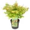 Acer Palmatum 'little Princess' – érable Du Japon – Arbuste - Rustique – ⌀19 Cm - ↕40-50 Cm