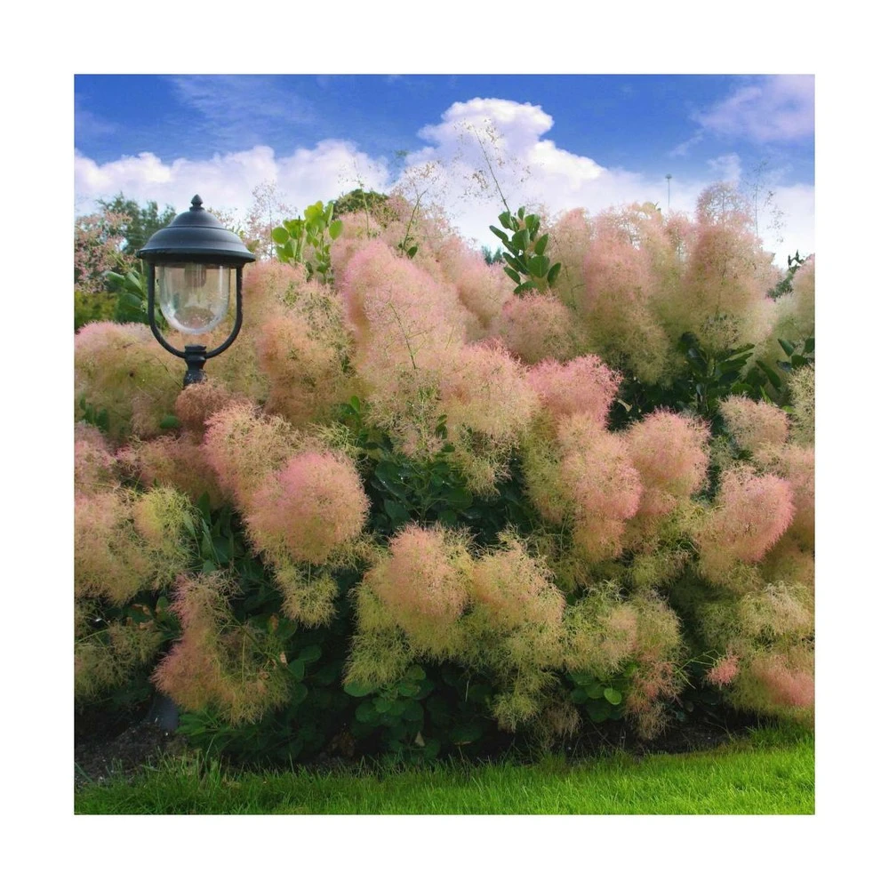 Arbre à Perruque Coggygria Young Lady/pot De 4l - 60/120 Cm 3 Arbre à Perruque Coggygria Young Lady/pot De 4l - 60/120 Cm – Image 3