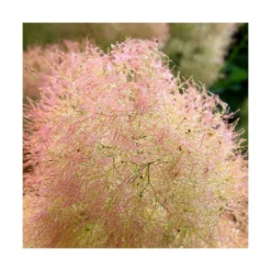 Arbre à Perruque Coggygria Young Lady/pot De 4l - 60/120 Cm 9 Arbre à Perruque Coggygria Young Lady/pot De 4l - 60/120 Cm -Karcher Soldes 63fdf44cdfcca8.08856198