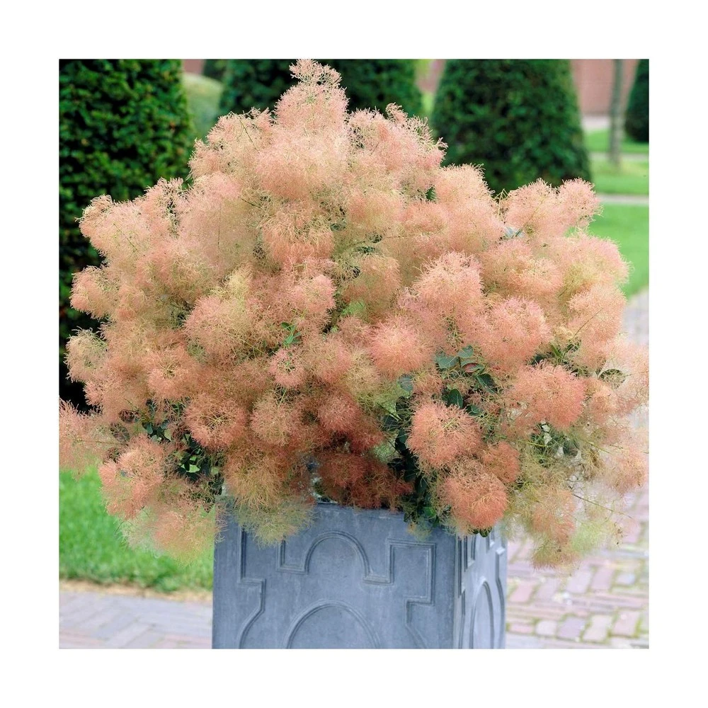 Arbre à Perruque Coggygria Young Lady/pot De 4l - 60/120 Cm 1 Arbre à Perruque Coggygria Young Lady/pot De 4l - 60/120 Cm