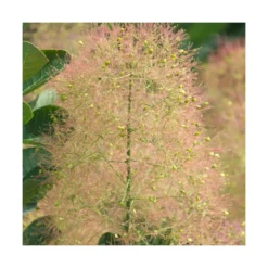 Arbre à Perruque Coggygria Young Lady/pot De 4l - 60/120 Cm 8 Arbre à Perruque Coggygria Young Lady/pot De 4l - 60/120 Cm -Karcher Soldes 63fdf44ce79c90.42812212