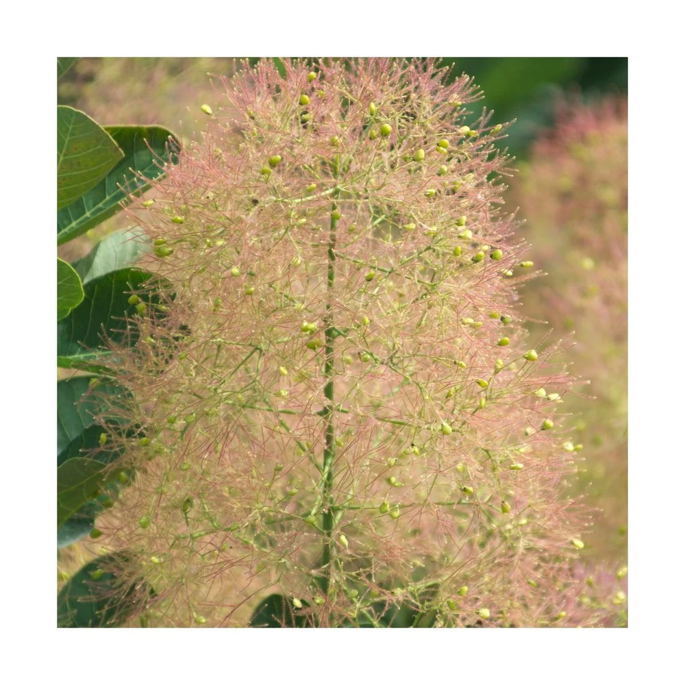 Arbre à Perruque Coggygria Young Lady/pot De 4l - 60/120 Cm 4 Arbre à Perruque Coggygria Young Lady/pot De 4l - 60/120 Cm – Image 4