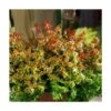 Abélie à Grandes Fleurs Kaleidoscope®/pot De 4l - 40/60 Cm