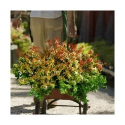 Abélie à Grandes Fleurs Kaleidoscope®/pot De 4l - 40/60 Cm -Karcher Soldes 63fdf453643089.89835151