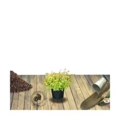 Abélie à Grandes Fleurs Kaleidoscope®/pot De 4l - 40/60 Cm -Karcher Soldes 63fdf45371a337.71584706