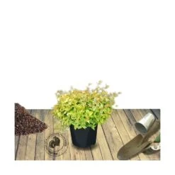 Abélie à Grandes Fleurs Kaleidoscope®/pot De 4l - 40/60 Cm -Karcher Soldes 63fdf45374d855.11333165