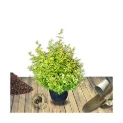Abélie à Grandes Fleurs Kaleidoscope®/pot De 4l - 40/60 Cm -Karcher Soldes 63fdf4537c3952.20059920