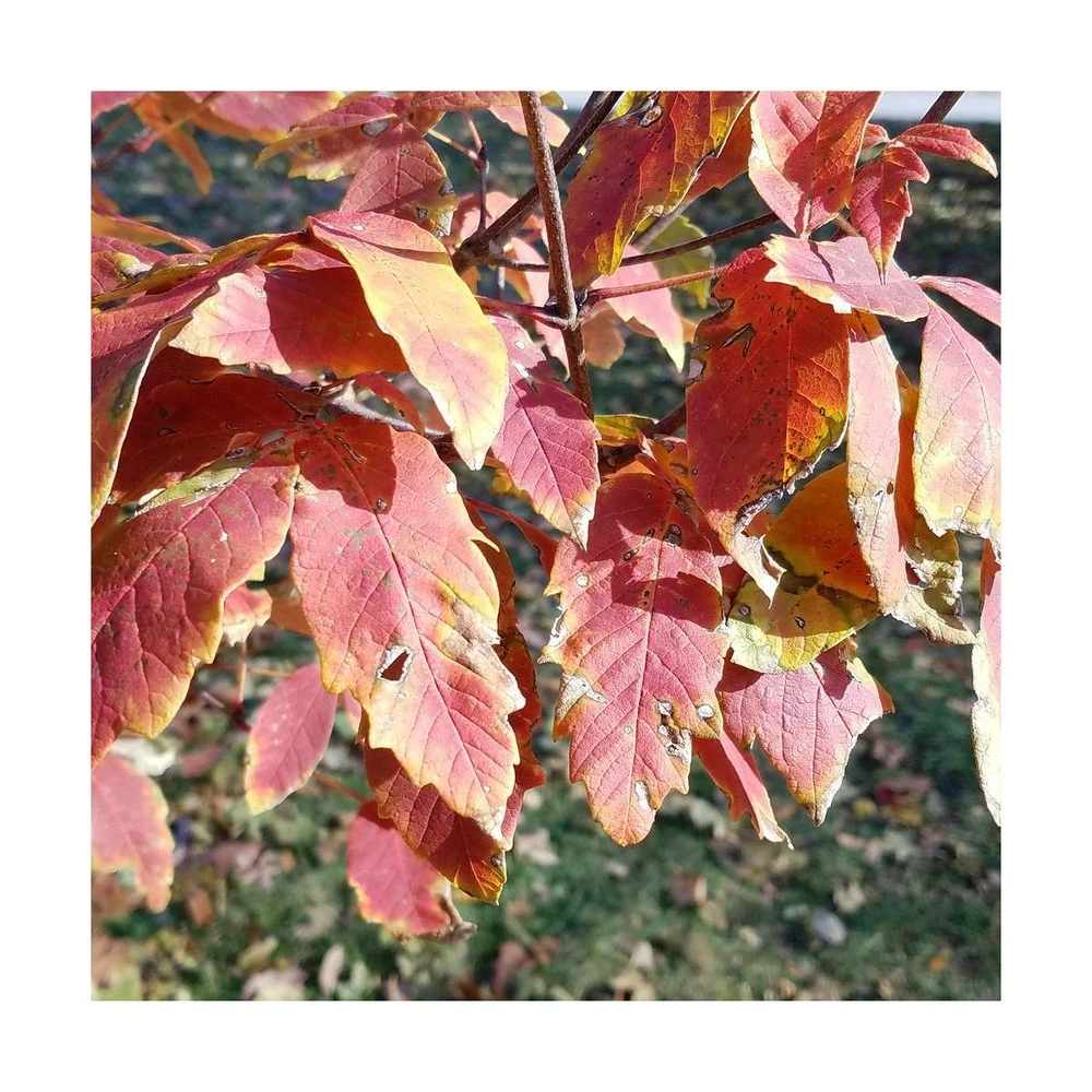 Érable à écorce De Papier/pot De 18 L - 125/150 2 Érable à écorce De Papier/pot De 18 L - 125/150 – Image 2