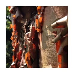 Érable à écorce De Papier/pot De 18 L - 125/150 6 Érable à écorce De Papier/pot De 18 L - 125/150 -Karcher Soldes 63fdf45554a968.08394350