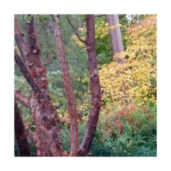 Érable à écorce De Papier/pot De 18 L - 125/150 7 Érable à écorce De Papier/pot De 18 L - 125/150 -Karcher Soldes 63fdf45558a5f0.65604697