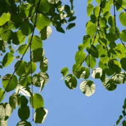 Arbre Au Caramel Japonicum/pot De 5l - 80/100 Cm 8 Arbre Au Caramel Japonicum/pot De 5l - 80/100 Cm -Karcher Soldes 63fdf472835572.34793478