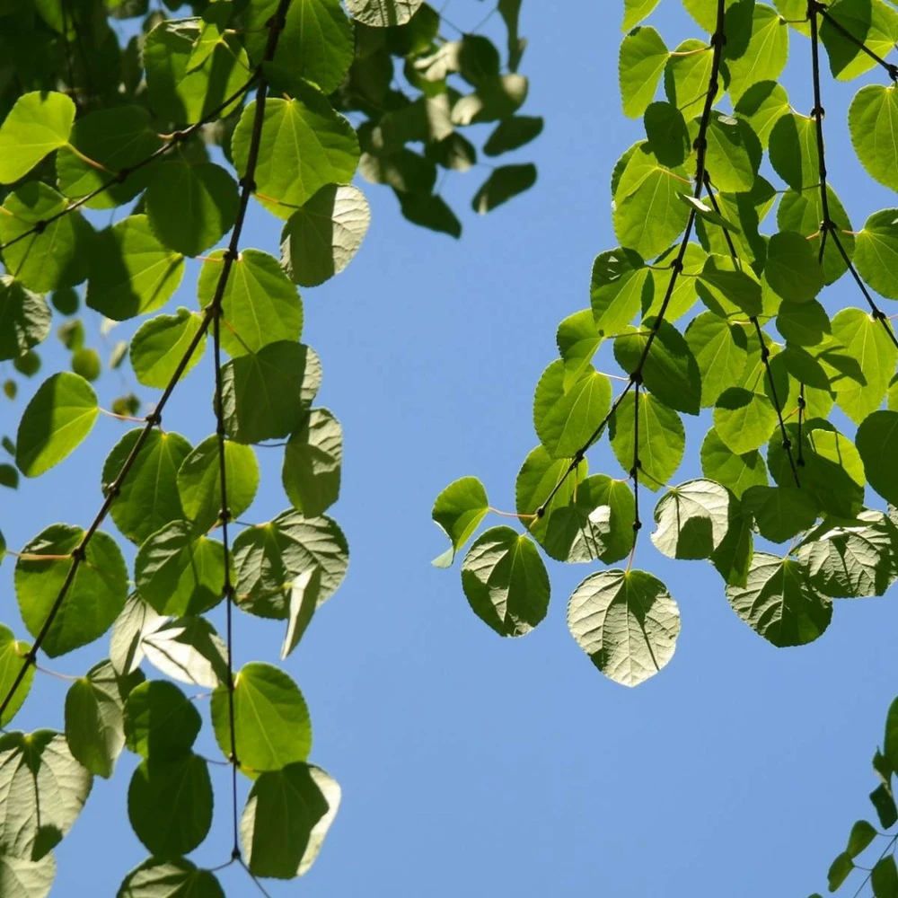 Arbre Au Caramel Japonicum/pot De 5l - 80/100 Cm 3 Arbre Au Caramel Japonicum/pot De 5l - 80/100 Cm – Image 3