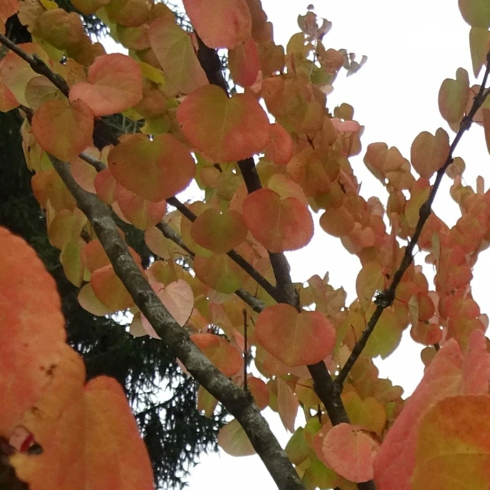 Arbre Au Caramel Japonicum/pot De 5l - 80/100 Cm 6 Arbre Au Caramel Japonicum/pot De 5l - 80/100 Cm – Image 6