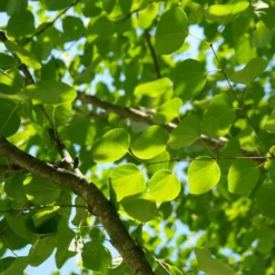 Arbre Au Caramel Japonicum/pot De 5l - 80/100 Cm 10 Arbre Au Caramel Japonicum/pot De 5l - 80/100 Cm -Karcher Soldes 63fdf472927303.75361738