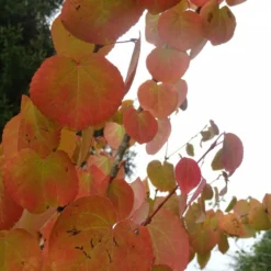 Arbre Au Caramel Japonicum/pot De 5l - 80/100 Cm 9 Arbre Au Caramel Japonicum/pot De 5l - 80/100 Cm -Karcher Soldes 63fdf4729a6164.27611430