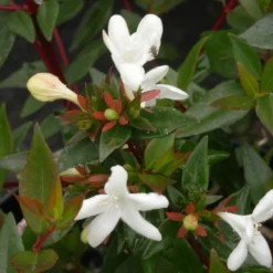 Abélie à Grandes Fleurs Sherwood/pot De 4l - 40/60 Cm -Karcher Soldes 63fdf479539733.36516078