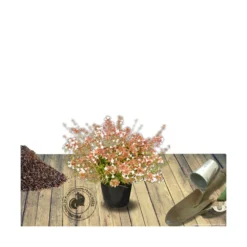 Abélie à Grandes Fleurs Sherwood/pot De 4l - 40/60 Cm -Karcher Soldes 63fdf4795d6a39.50683103