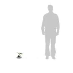 Ceanothe Thyrsiflorus Var. Repens/pot De 4l - 40/60 Cm 12 Ceanothe Thyrsiflorus Var. Repens/pot De 4l - 40/60 Cm -Karcher Soldes 63fdf47b338299.39215470