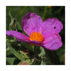 Ciste Pourpre Purpureus/pot De 4l - 40/60 Cm -Karcher Soldes 63fdf48094f861.80590374