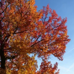 Copalme D'amérique Styraciflua Worplesdon/pot De 10l - 125/150 Cm -Karcher Soldes 64009864559ce2.55659192