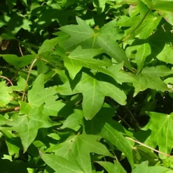 Copalme D'amérique Styraciflua Worplesdon/pot De 10l - 125/150 Cm -Karcher Soldes 6400986459fd07.20346548