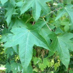 Copalme D'amérique Styraciflua Worplesdon/pot De 10l - 125/150 Cm